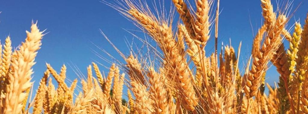 Wheat