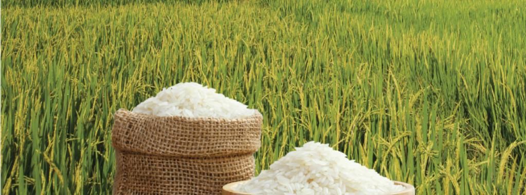 Food Processing