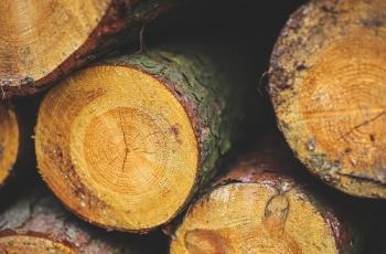 wooden logs in a pile