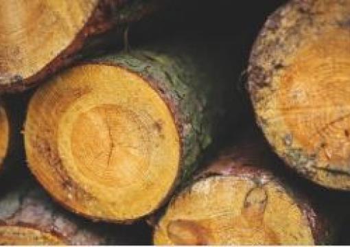 legno