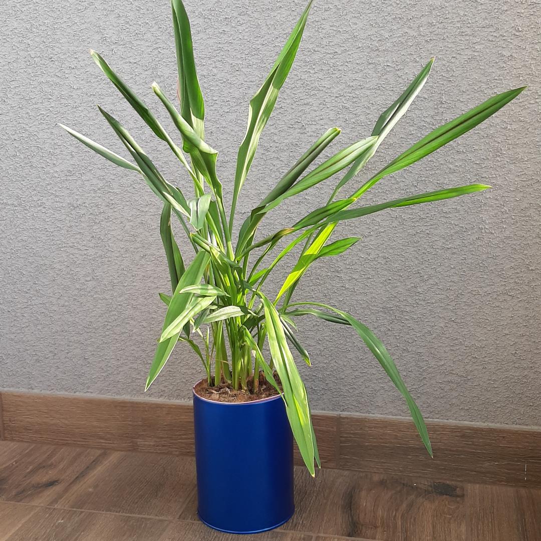 donica z puszki po tarczach Starline